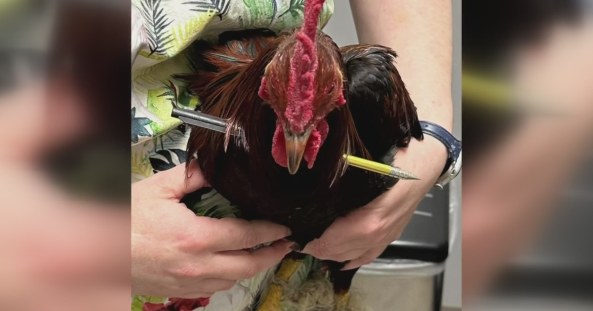 Street survivor to sanctuary, "Robin Hood" the Rooster finds safety after harrowing journey in California