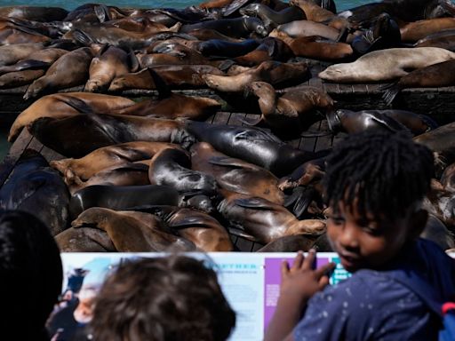 An Anchovy Feast Draws Sea Lions to San Francisco Pier
