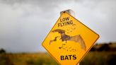 'It's a jaw-dropper': Why summer bat watches at Selman Bat Cave are must-see viewing