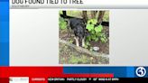 SURVEILLANCE PHOTOS: Dog found tied to tree in Southbury