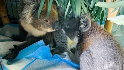 Una tierna imagen reveló la fortaleza de una mamá koala herida que no abandonó a su cría