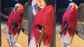 Lil Nas X Wins Halloween & Stirs Controversy With His Bloody Tampon Costume