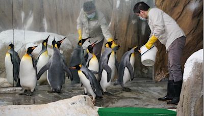 VOLVO 參與臺北市立動物園動物認養計畫，推動國王企鵝保育及環境永續 - SayDigi | 點子科技生活