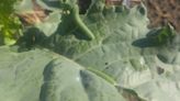 Watch out for cabbage worms attacking your cole crops