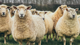 Warning to farmers over bluetongue case in Surrey