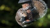 7 Genius Ways To Keep Squirrels Out of Your Bird Feeder