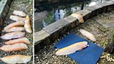 Otters break into Bukit Timah residence for the second time, kill 10 arowana worth $1,000 each but leave them uneaten