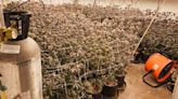 Over 1K marijuana plants eradicated in bust in Merced County