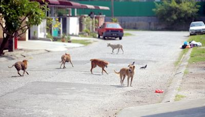 Johor Baru City Council to neuter 1,000 dogs in major programme to tackle stray population