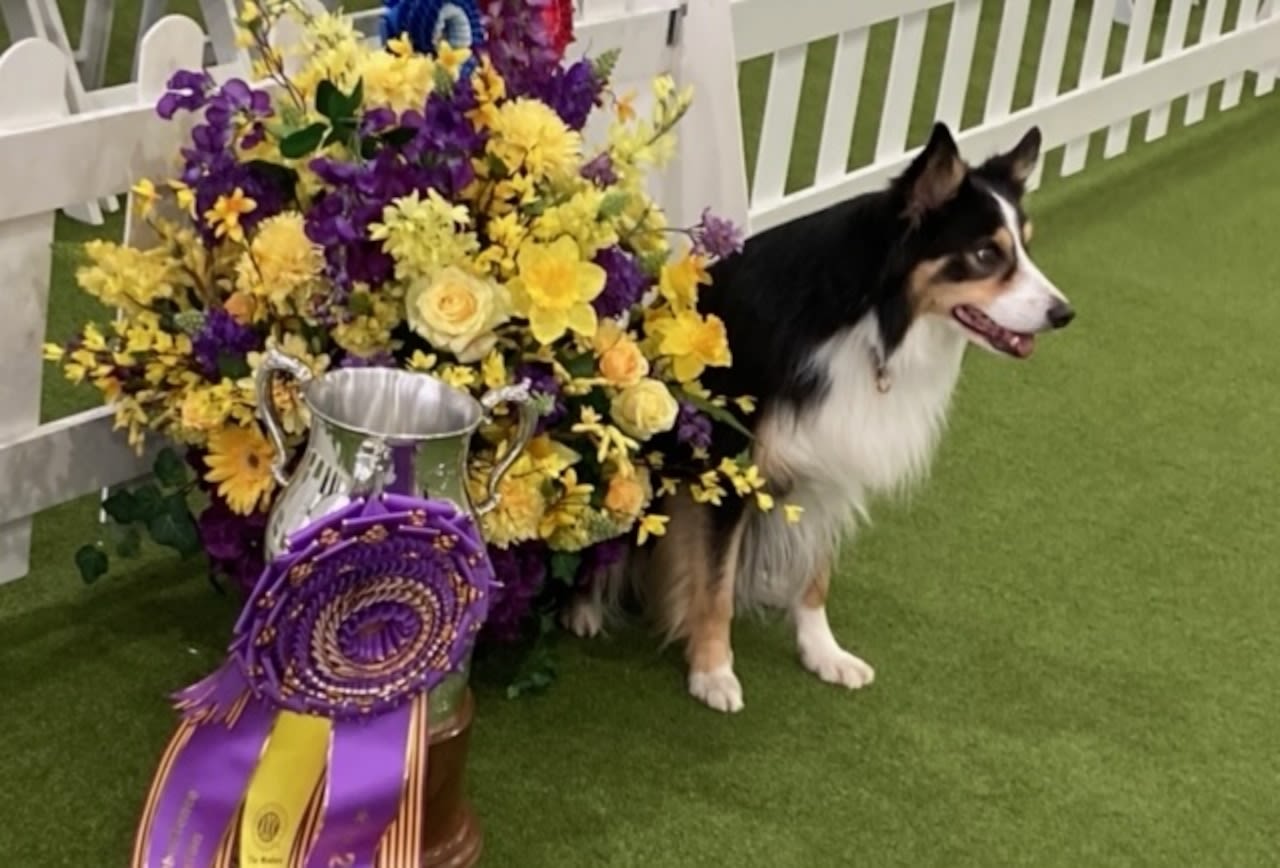 Westminster dog show 2024 names obedience champion, Zayne the border collie