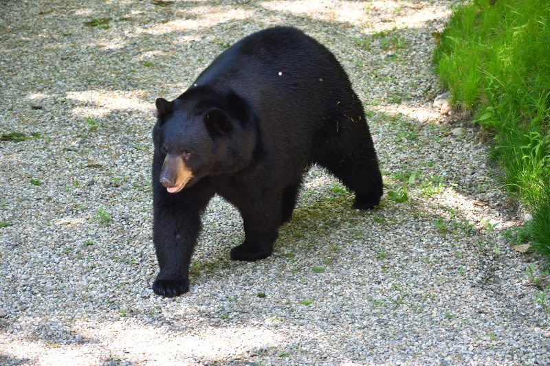 Searcy police looking for black bear seen in town