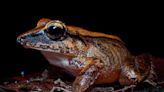 Frogs are screaming - we just can't hear them, scientists in Brazil discover