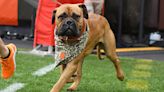 Cleveland Browns' beloved mascot, Swagger Jr., dies at age of 5