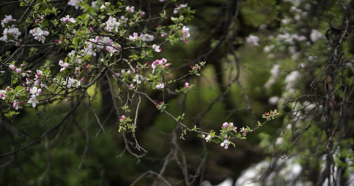 Don Paul: Cooler weather pattern – but nothing extreme – heading to WNY