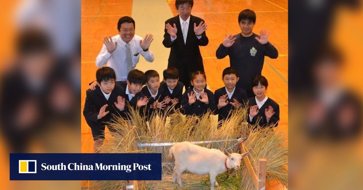 New kid at underpopulated Japanese primary school is a ‘lively’ baby goat