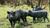 Feral hog management educational program set for May 8 in Bryan
