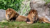 Blood brothers: Boston zoo lion recovering after getting transfusion from his brother