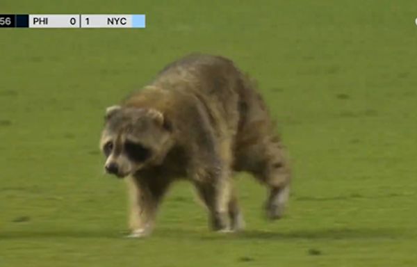 Raccoon scurries on field, dodges trash can-wielding crew at Philadelphia Union-New York City FC match