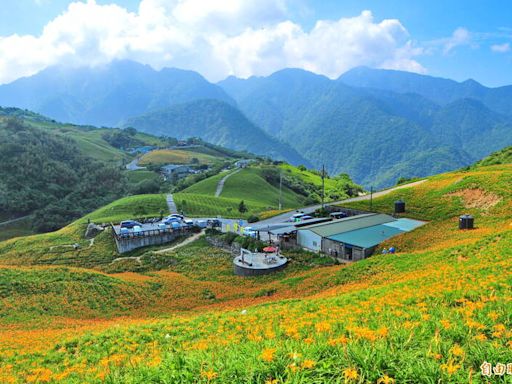 金針花季到！花蓮赤科山、六十石山訂房仍低 農民急喊話