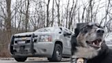 RI state police search-and-rescue K-9 Ruby euthanized due to untreatable illness