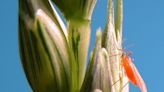 All of the bugs that come out in spring in North Carolina, from midges to blue quills