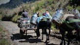 Por falta de compradores, en Caldas deben botar la leche: Gobernación ofrece 3 soluciones