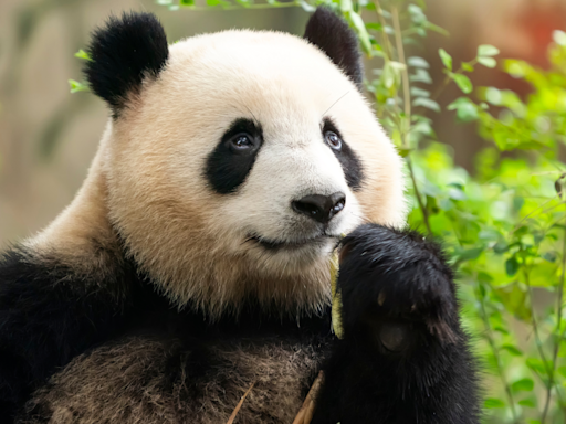 Giant Pandas Are Returning to San Diego Zoo and People Are Ecstatic