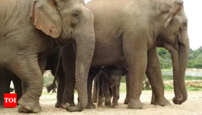 2,829 people killed by elephants in Odisha in last 5 years | India News - Times of India
