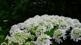 Plant that causes third-degree burns about to bloom in Canada