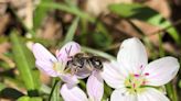 Plant garden to help insects fight effects of climate change, lost habitat