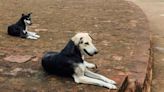 IIT Student Travelled From Chennai To Kolkata To Avenge Stray Dog's Killing