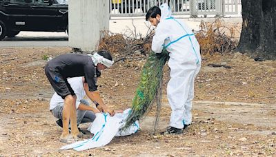 27 peacocks died due to heat at Palam air base in Delhi since June 4