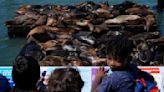 An anchovy feast draws a crush of sea lions to one of San Francisco's piers, the most in 15 years