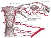 Uterine artery