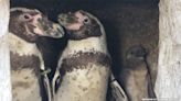 Gay Brit Penguins Diego & Zorro Proudly Hatched a Baby Chick