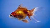 Fact Check: The Internet Says a Goldfish Kept in a Dark Room Will Eventually Turn White. True?