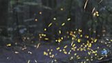 Urban sprawl is diffusing fireflies