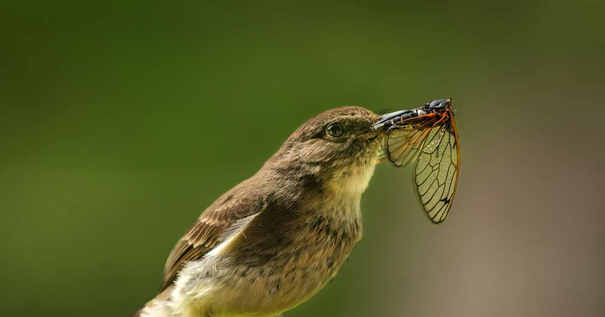 Don't Miss This Fly Fishing Bonanza | the Great Cicada Hatch of 2024