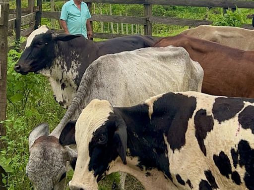 Macaé conquista selo de Zona Livre de Vacinação e prepara exportação de gado | Macaé | O Dia