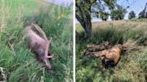 6 Elk Poached and Left to Rot in Nebraska