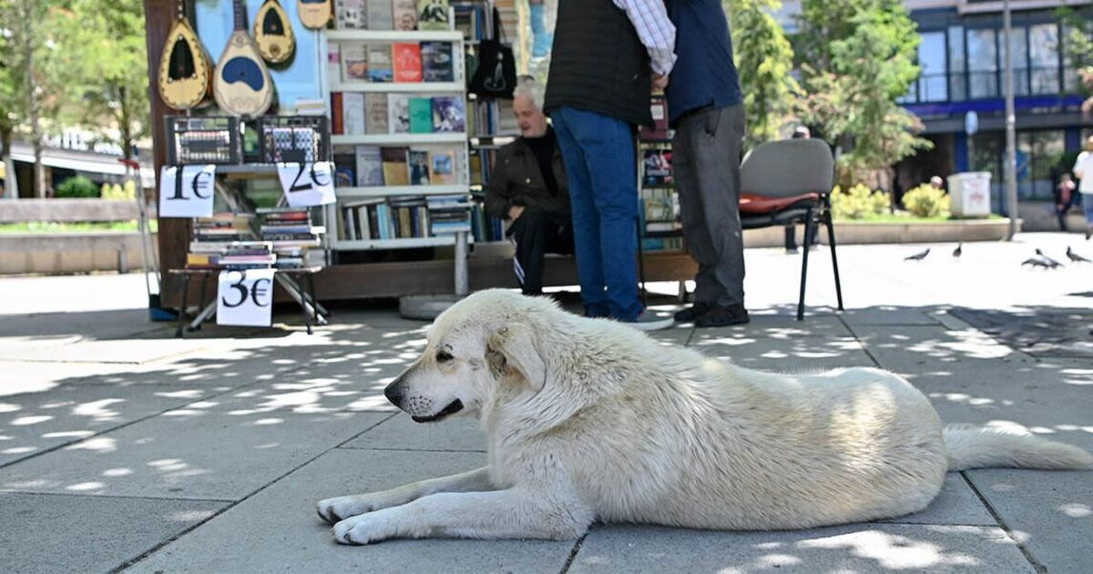 The pretty city where people are being paid to adopt stray dogs