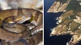 The world's 'most dangerous' island overrun by venomous snakes