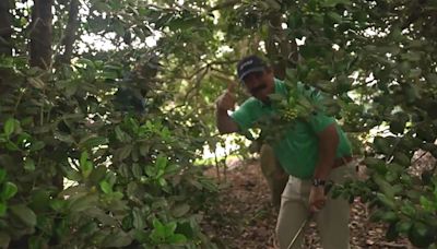 Johnson Wagner goes in the trees to detail Xander Schauffele ruling — executes shot!