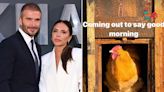 Victoria and David Beckham Give Update on Christmas Chickens: ‘Coming Out to Say Good Morning’