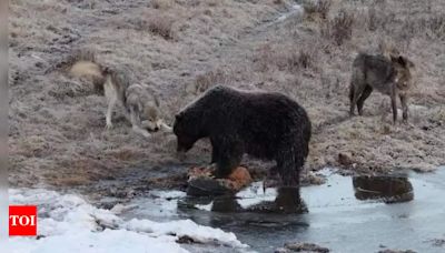 After death of 19-year-old hiker, Romania to kill nearly 500 bears - Times of India