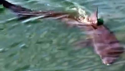 Huge 10ft shark spotted swimming close to UK coast - sparking major panic