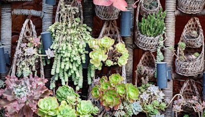 11 Succulent Wall Ideas That Make the Most of Vertical Surfaces and Upcycled Objects