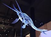 Plesiosaur