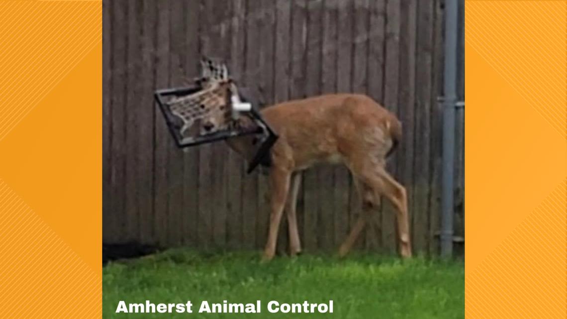 Amherst Police and Animal Control to the rescue