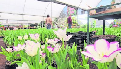 Xochimilco lidera producción de tulipanes holandeses en CDMX